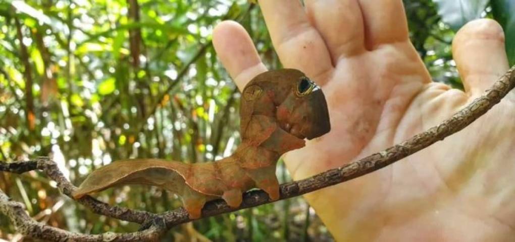 Cuando son adultas estas polillas miden entre 13 y 17 centímetros de envergadura, lo que las convierte en uno de los insectos más grandes del área.