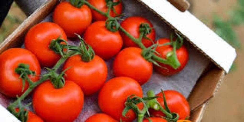 El licopeno está presente en el tomate. Una dieta rica en tomate puede ayudar a proteger a las mujeres posmenopáusicas del riesgo de cáncer de mama.
