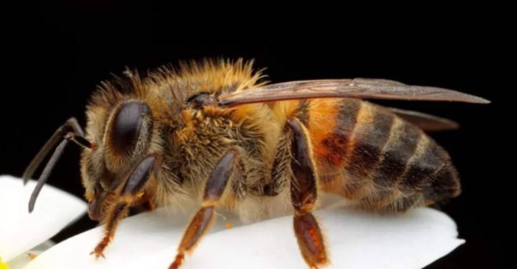 Abejas africanas: <br/><br/>Concidas también como “abejas asesinas”, estos insectos pueden llegar a ser muy agresivas, sobre todo si se les molesta. La gravedad del envenenamiento depende de la sensibilidad de la persona. El veneno causa reacciones alérgicas y tóxicas que provocan la muerte.