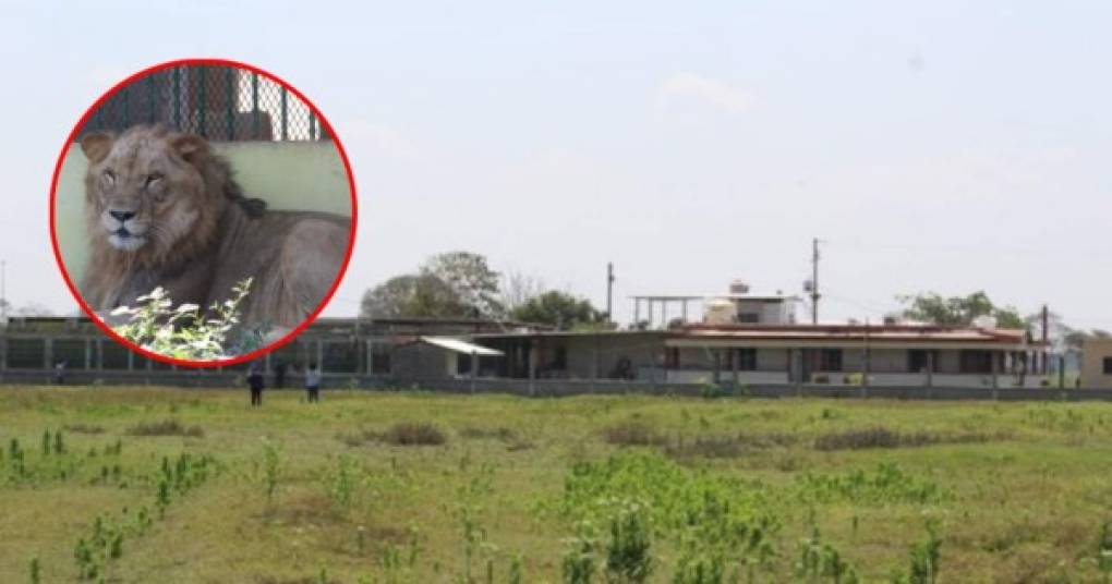 La policía de México incautó un rancho propiedad de el Cártel de Jalisco Nueva Generación (Cjng) en el cual torturaba y arrojaba a sus víctimas a los leones y cocodrilos.