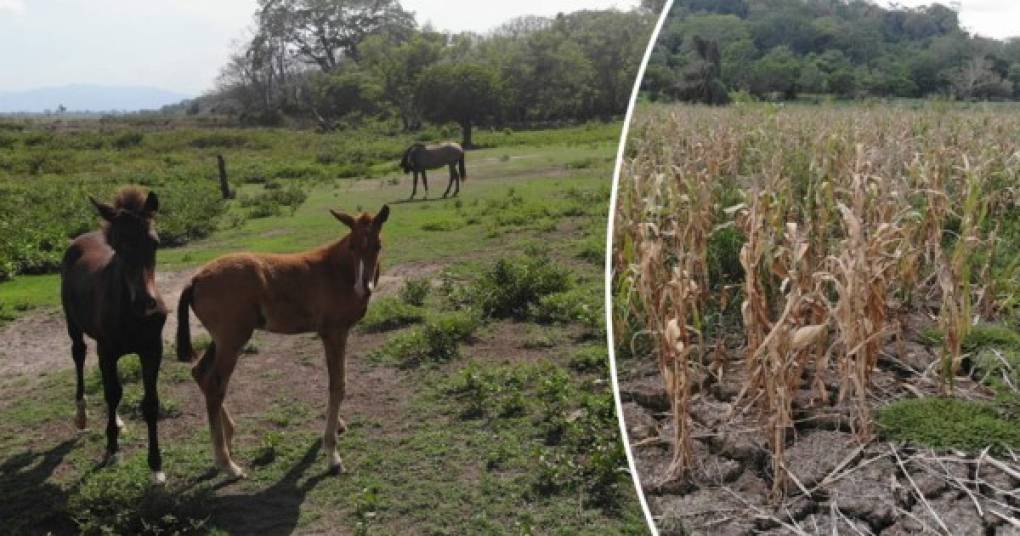 San Pedro Sula se quedó sin una de sus atracciones naturales. La laguna de Jucutuma era una verdadera joya que estaba ubicada en el sector este de la Ciudad Industrial.