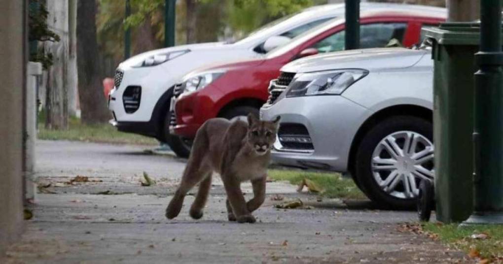 En Santiago de Chile, un puma fue grabado mientras transitaba por varias calles de las comunas de Providencia y Ñuñoa en el nororiente de esta capital.