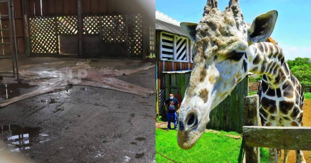 La necropsia realizada por autoridades hondureñas y encabeza el Instituto de Conservación Forestal (ICF) reveló la causa de muerte de la querida jirafa Big Boy del zoológico Joya Grande. 