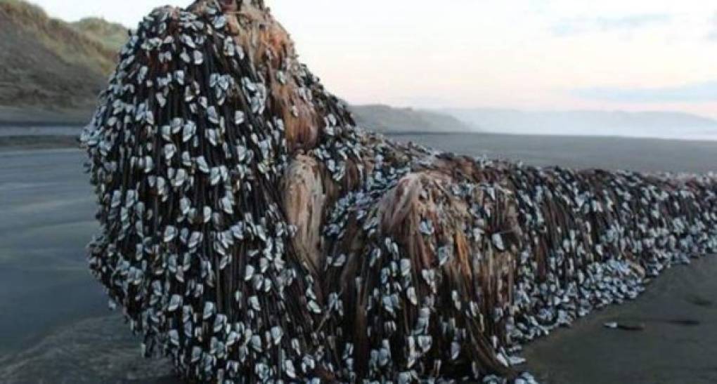 Un monstruoso objeto con tentáculos aparece en las playas de Nueva Zelanda (Fotos)