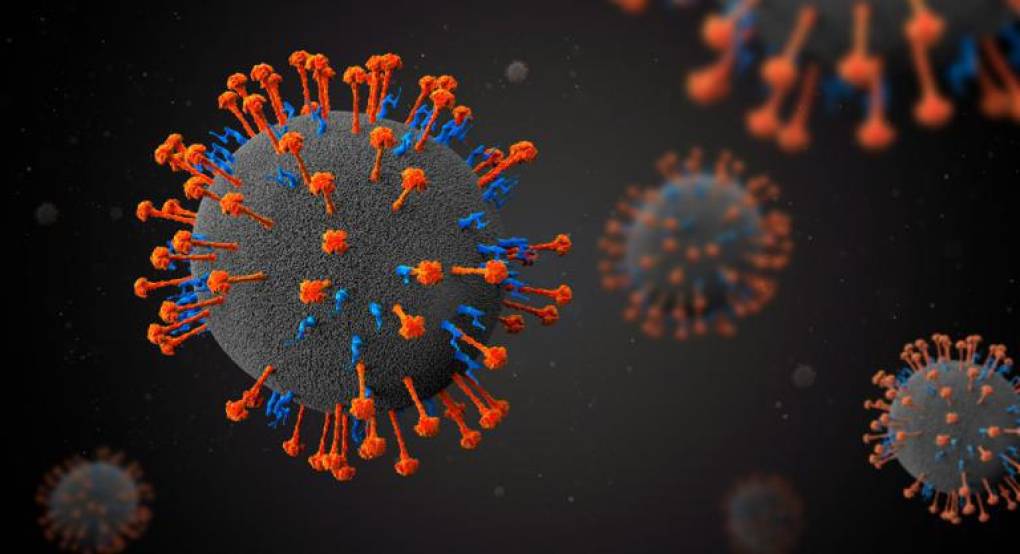 El virus del Nipah fue descubierto por la OMS en 1998. 
