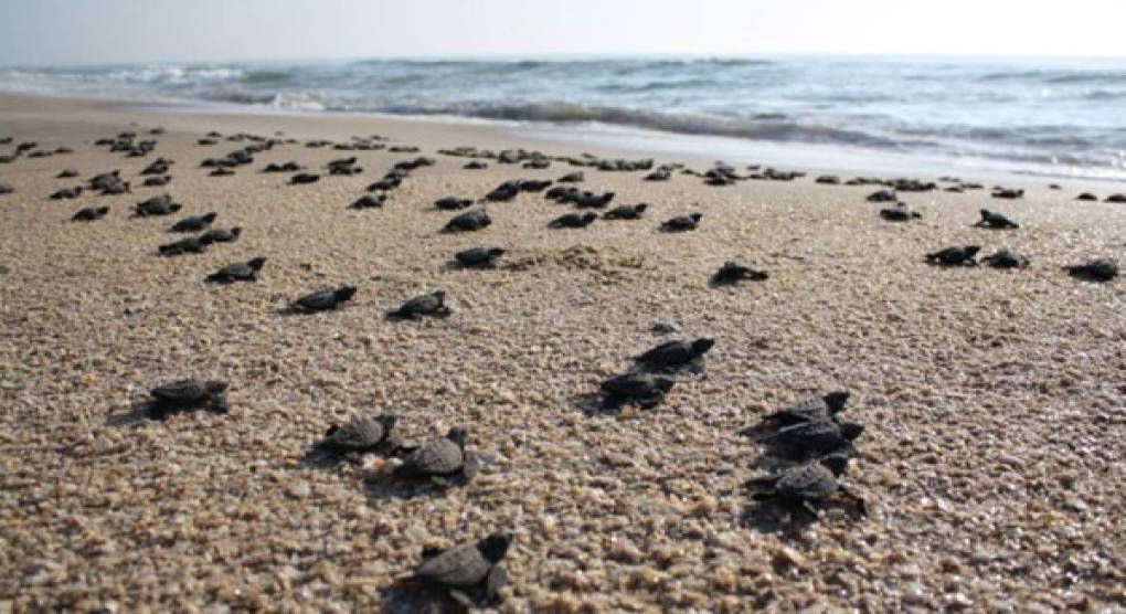 Conservación y liberación de tortugas golfinas en el sur de Honduras (Golfo de Fonseca).
