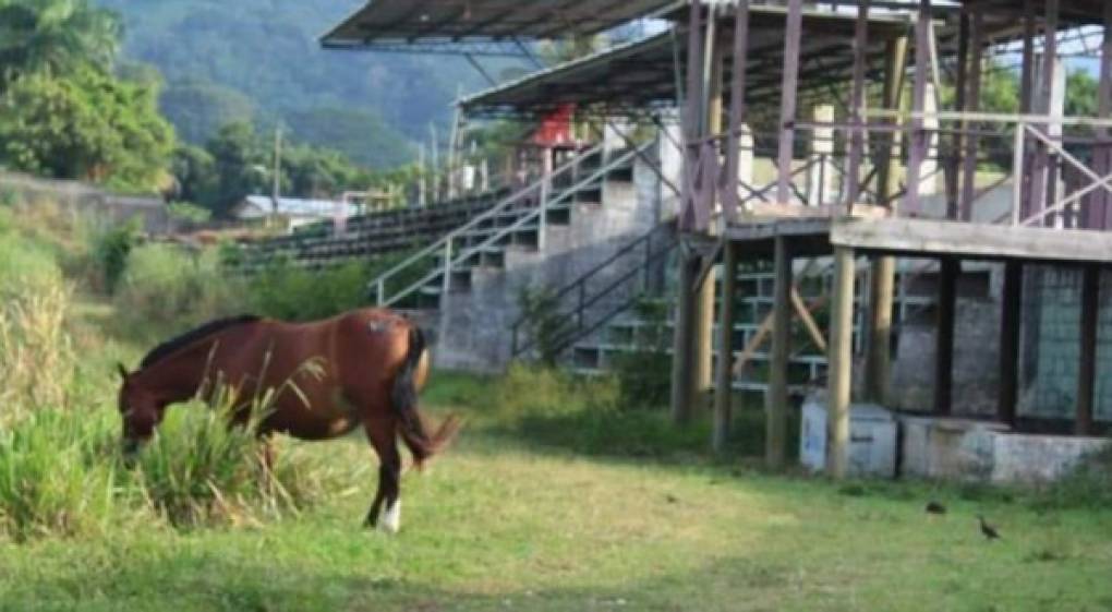 Lamentablemente el estadio Alfredo León Gómez de Tela se ha convertido en establo ya que los animales ingresan y se alimentan del pasto.