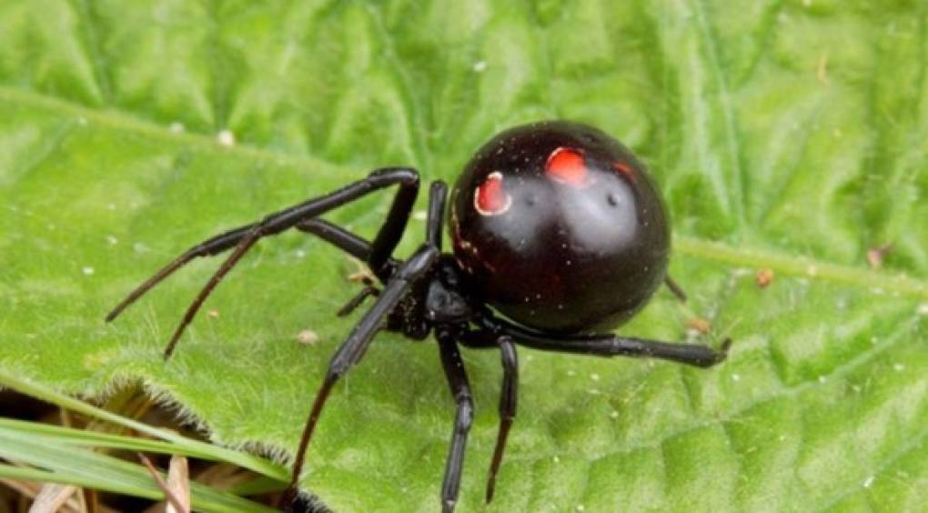 Viuda Negra <br/><br/>La mordedura de esta araña es muy temida porque su veneno es 15 veces más potente que el de la serpiente de cascabel. Una picadura de este arácnidos puede provocar la muerte en minutos.