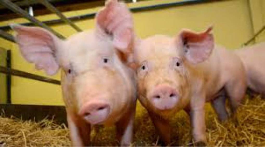 Cerdos - En la lista del gobierno de China aparecen los cerdos como una prioridad para el consumo humano.