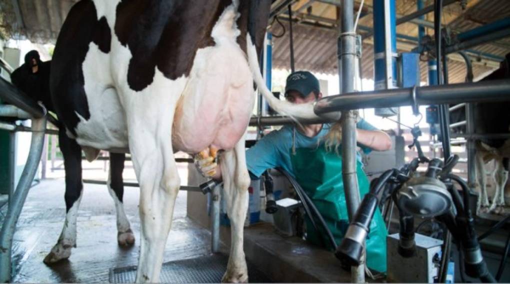 Las vacas, además de la carne, también sirven para la producción de leche fresca que aumentó un 5,2 por ciento interanual durante el período enero-septiembre del año pasado.