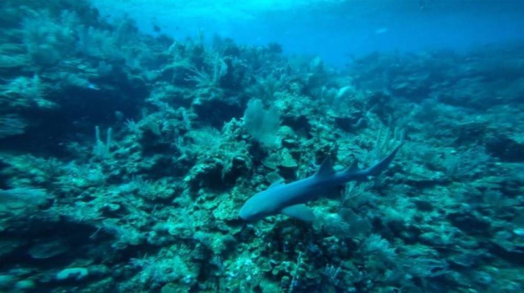 Durante su experiencia de buceo en Utila captaron este tiburón.