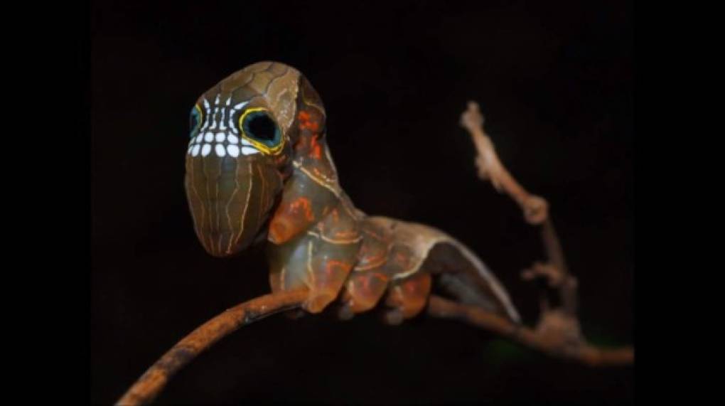 El extraño y tenebroso aspecto de una oruga que lleva una figura en forma de calabera en su espalda ha causado asombro asombro de muchos usuarios de las redes sociales, que viralizaron las imágenes. Fotos: environment.nsw.gov.au