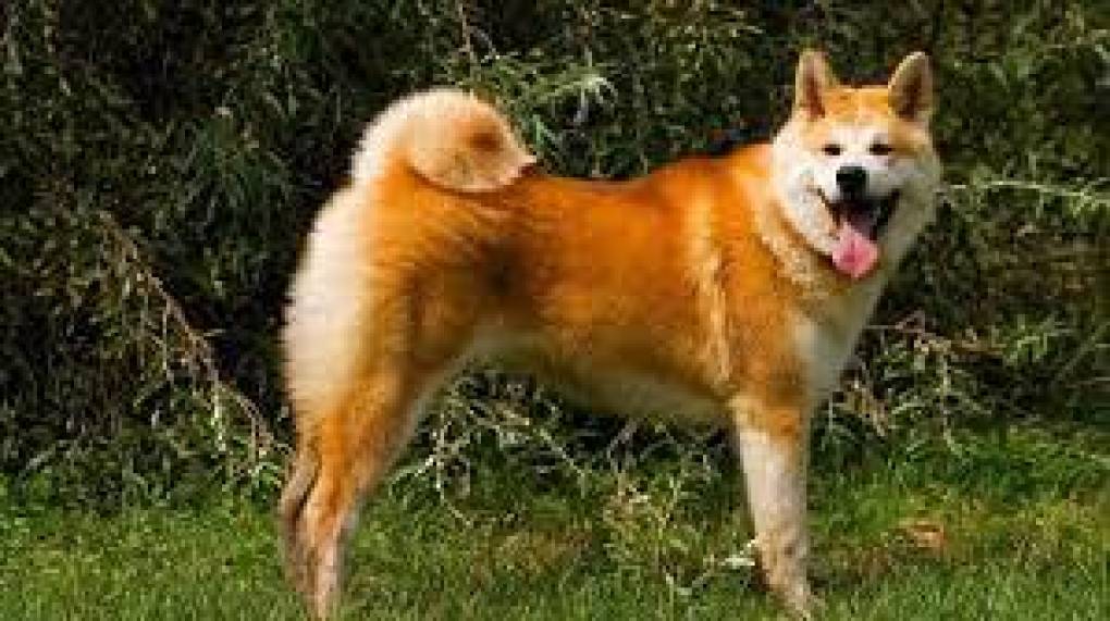 AKITA INU: Japonés. Se solían emplear para la caza de osos y animales salvajes, así como perro guardián y de trabajo. Debido a su afán protector, su envergadura y musculatura y su instinto cazador, debe recibir un entrenamiento adecuado para poder convivir con personas. 