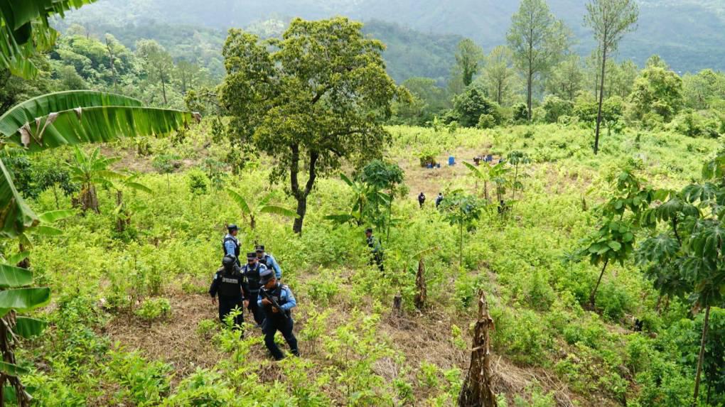 Centroamérica tiene creciente potencial para plantaciones de coca, revela estudio en USA