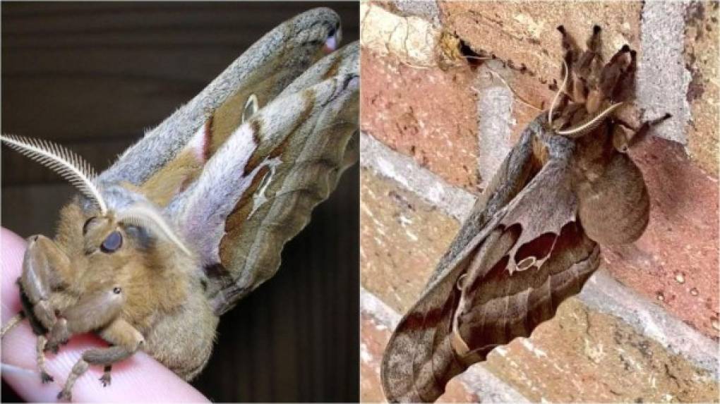 Habitantes de varios estados de EEUU y México se han alarmado por un insecto que han nombrado 'tarántula voladora', su terror es evidente ya que hicieron viral sus fotos en Twitter. ¿Pero qué son en realidad?