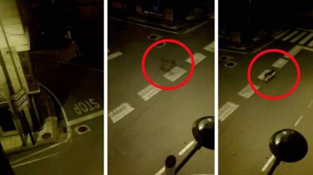 Un lobo se ha adentrado en un municipio de Pontevedra (España) aprovechando el confinamiento.