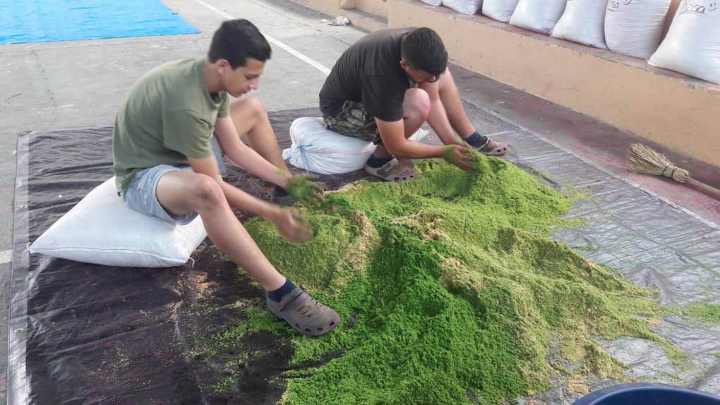 El miércoles, a las 5:00 pm se elaborarán las alfombras de aserrín. La actividad que dura toda la noche hasta el amanecer, involucra a todo el pueblo, familias enteras y grupos organizados, son dirigidos por el teatro La Siembra. 