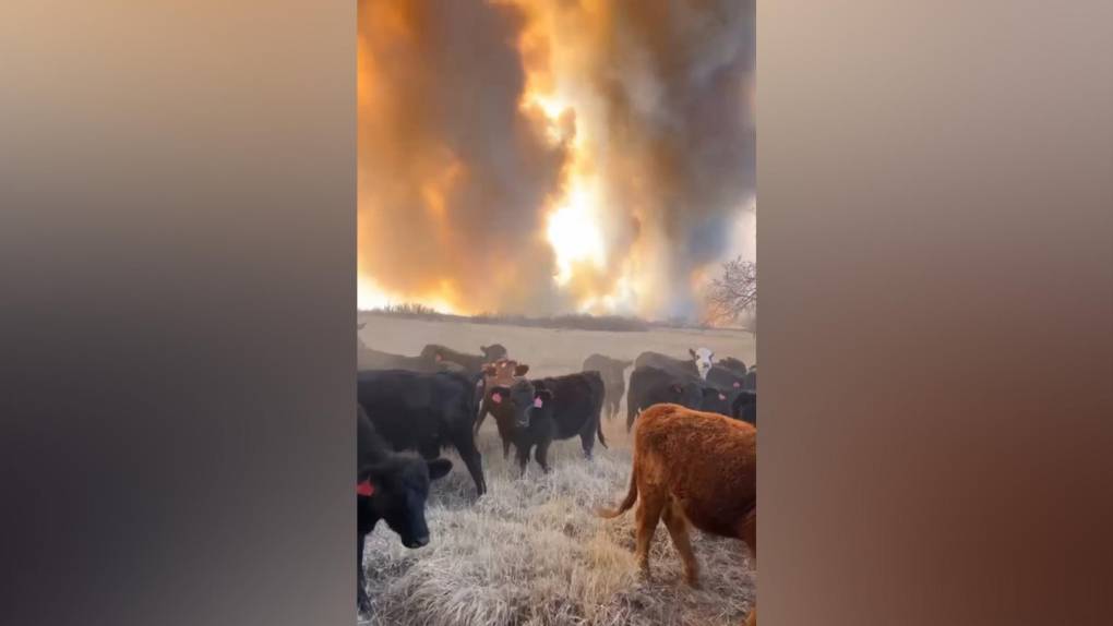 En fuego ha afectado también a numerosos negocios ganaderos y a través de redes sociales circulan vídeos en los que se ve a animales asediados por el humo mientras son evacuados.