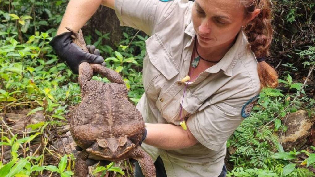 “Toadzilla”, un sapo gigante de 2.7 kilos hallado por un guardabosque en el noroeste de Australia, fue sacrificado luego de registrar su descubrimiento. 