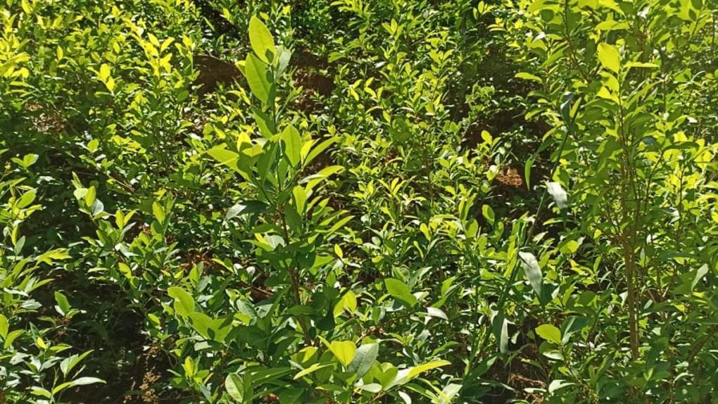 Una plantación de arbustos de coca fue descubierta este sábado en el sector de Sierra de Río Tinto, Iriona, departamento de Colón.