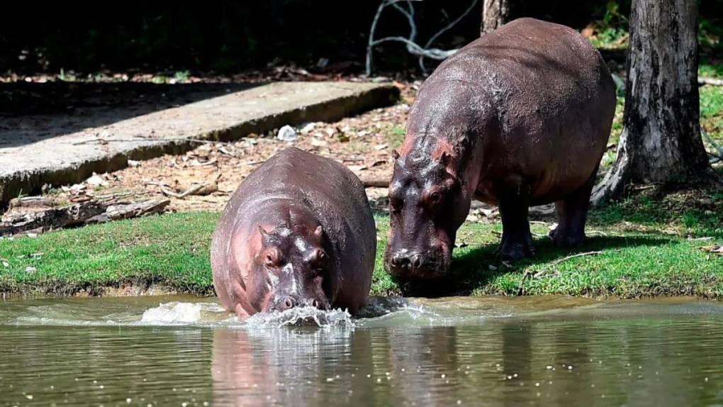 El gobierno de Gustavo Petro ha sido enfático en que los hipopótamos ocasionan un grave daño ambiental y destinará alrededor de 10,000 dólares para cada esterilización. 