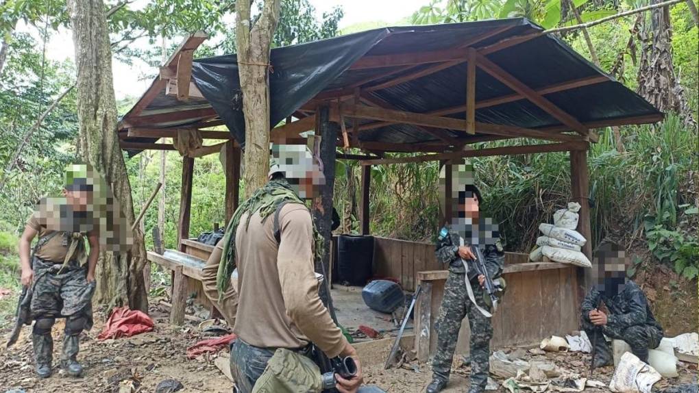 Aseguran cinco manzanas con plantación de coca en Colón