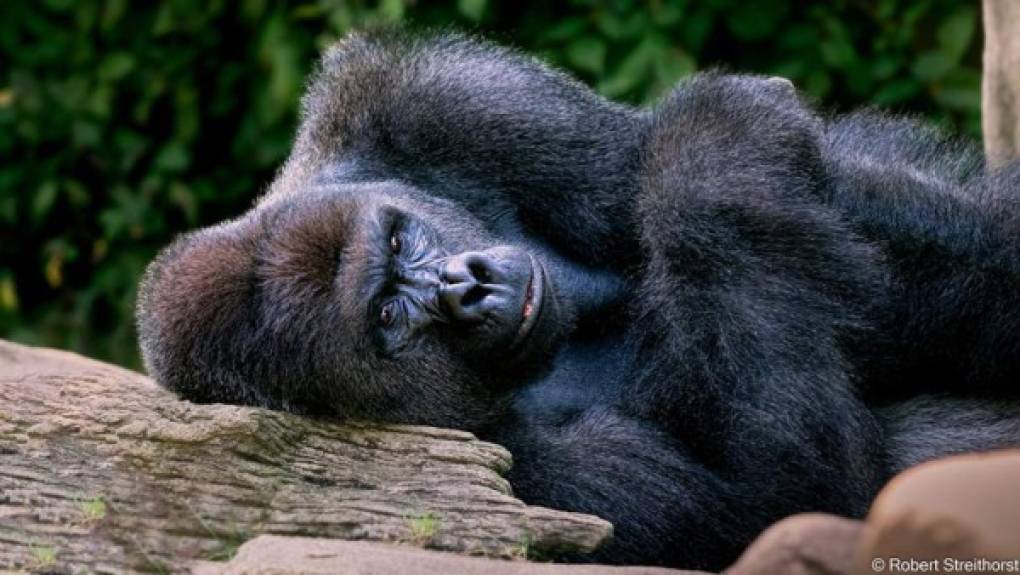 Según dice Robert Streithors al gorila le gustaba posar y era bromista.