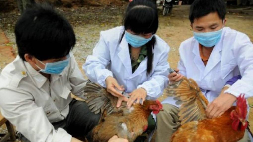 Gripe aviar - La influenza aviar afecta principalmente a las aves, sin embargo, estas pueden contagiar el ser humano, el cerdo y el gato doméstico.<br/><br/>Las variedades de virus A(H5N1) y A(H7N9) puede ocasionar infecciones humanas severas, de hecho, la mayoría de los casos de infección humana se relacionan con el contacto directo o indirecto con aves de corral infectadas, vivas o muertas.<br/><br/>El subtipo A(H5N1) infectó por vez primera al ser humano en 1997 en Hong Kong, mientras en marzo de 2013, el subtipo A(H7N9) infectóa tres personas, dos residentes de Shangai y uno de la provincia de Anhui, todos los casos han sido reportados en China.