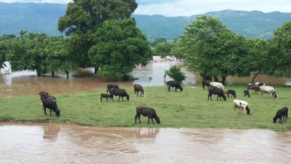 Imagen del municipio de Pimienta, Cortés, zona norte del país, se reportan inundaciones y evacuados producto del rompimiento de los bordos del río.