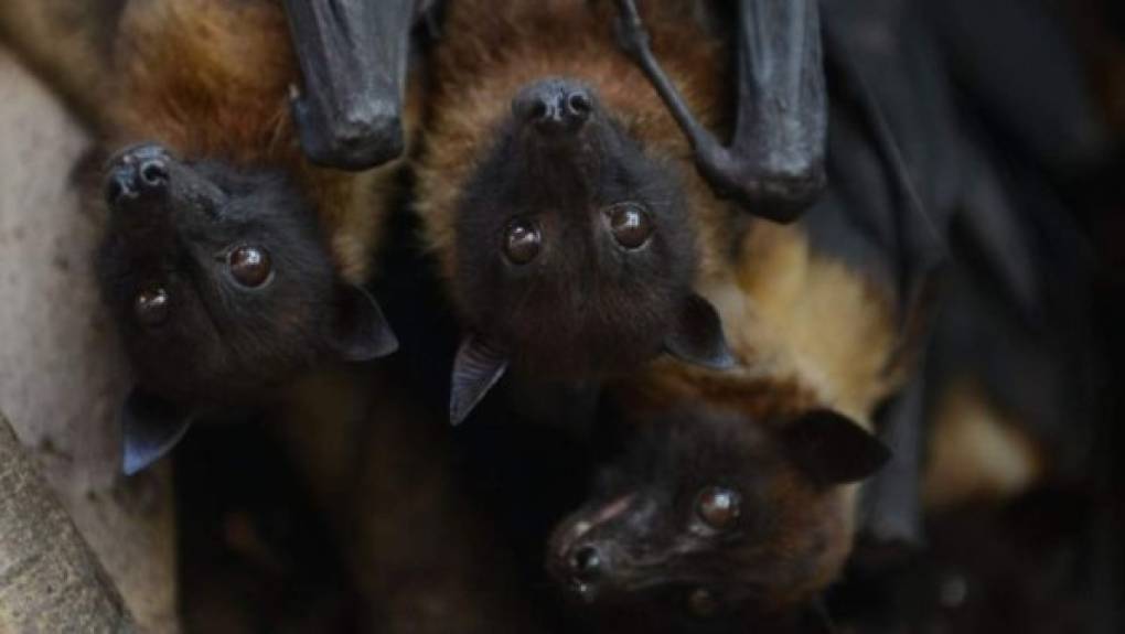 El virus circula entre los murciélagos de la fruta, considerados el huésped natural del Ébola, pero no desarrollan la enfermedad. Foto AFP