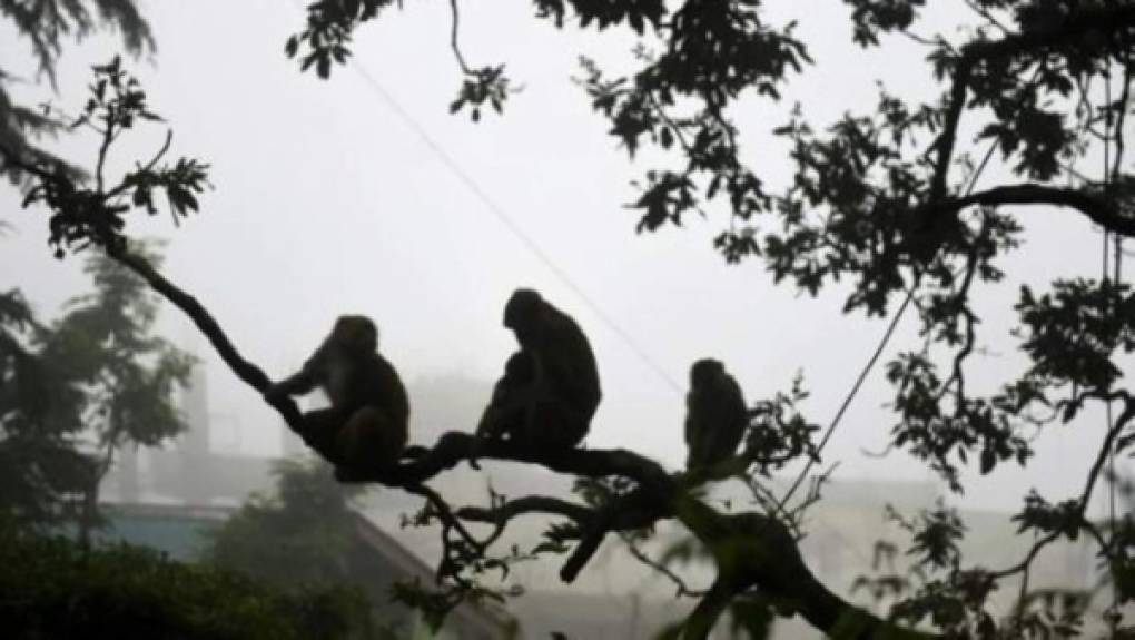 Otros mamíferos como los grandes monos, el antílope o el puercoespín pueden ser portadores y después transmitirlo a las personas. Foto AFP