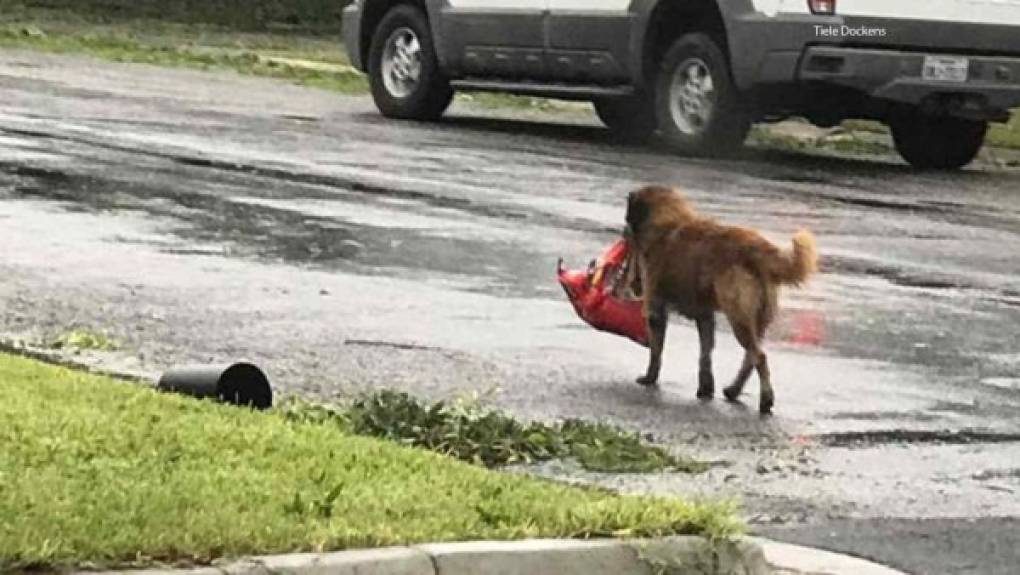 Esta foto del perro Ottis se hizo viral luego de que fuera captado llevando su saco de comida hacia su hogar.