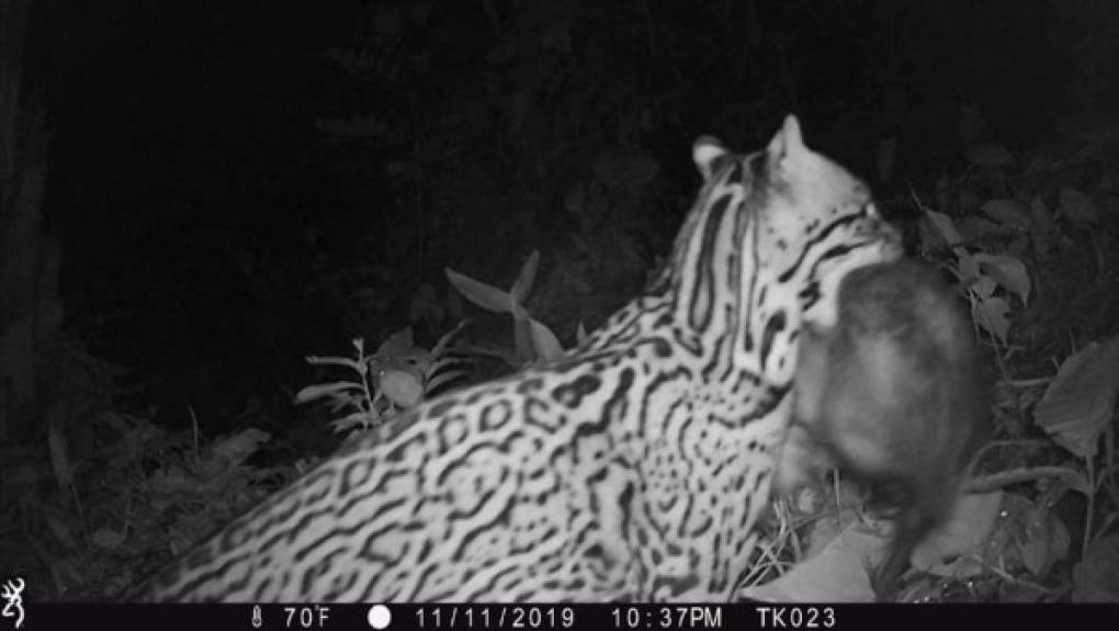 En las imágenes se puede a los animales en su estado natural y realizando actividades como caza.