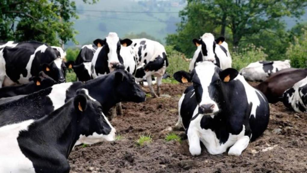 Vacas - El Ministerio de Agricultura y Asuntos Rurales de China señala que estos animales son aptos para la cría y el consumo.