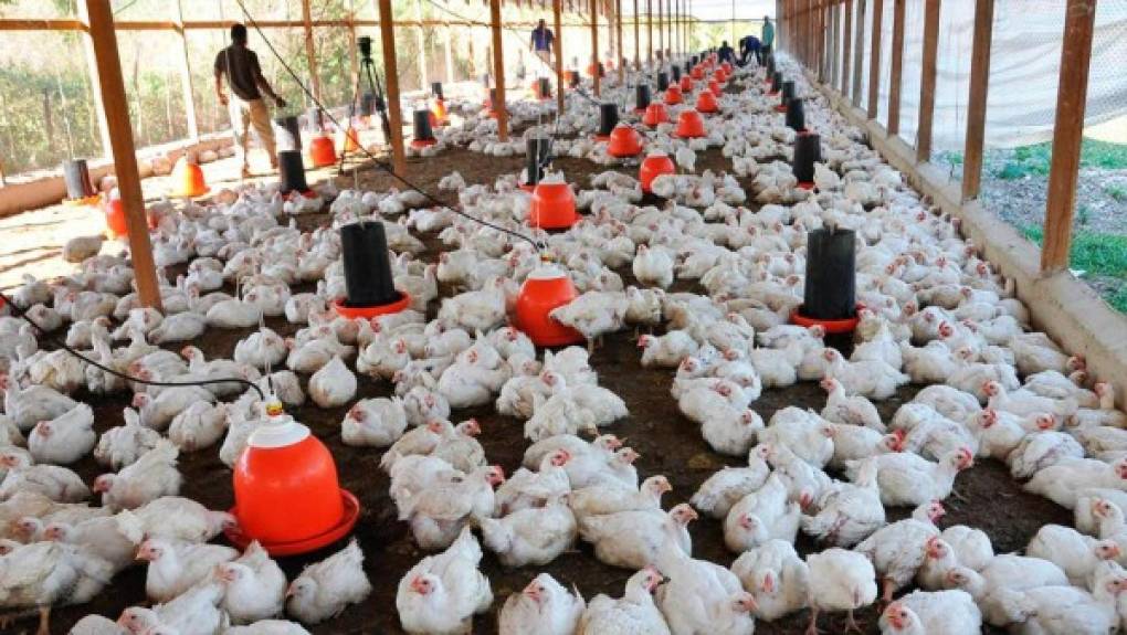 Pollos - El consumo de estos animales es un auge en el país asiático. Su consumo está específicamente permitido.<br/>