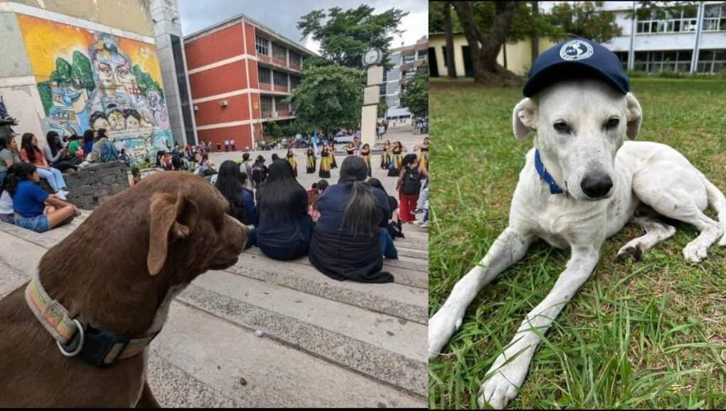 Patitas UNAH se roba los corazones de quienes conocen su proyecto, y es que el amor y su extensión es una forma de alzar la voz por los animales que merecen una y miles de oportunidades más. 