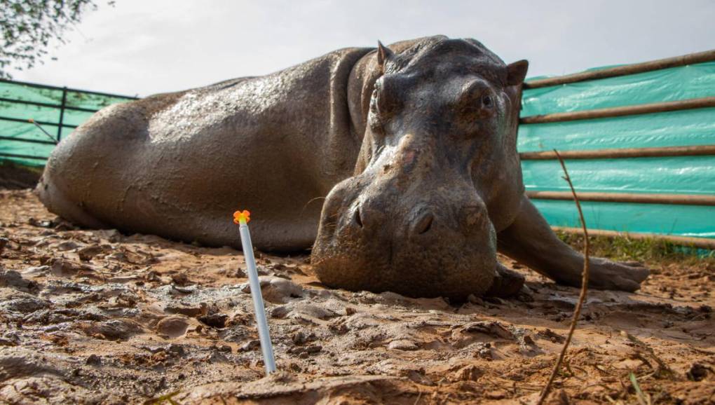 De acuerdo con Susana Muhamad, la eliminación de los mamíferos que crecen en el río Magdalena será una de las tres medidas de las autoridades para prevenir el daño que causa esta especie invasora, junto a la esterilización y el traslado a otros países. 