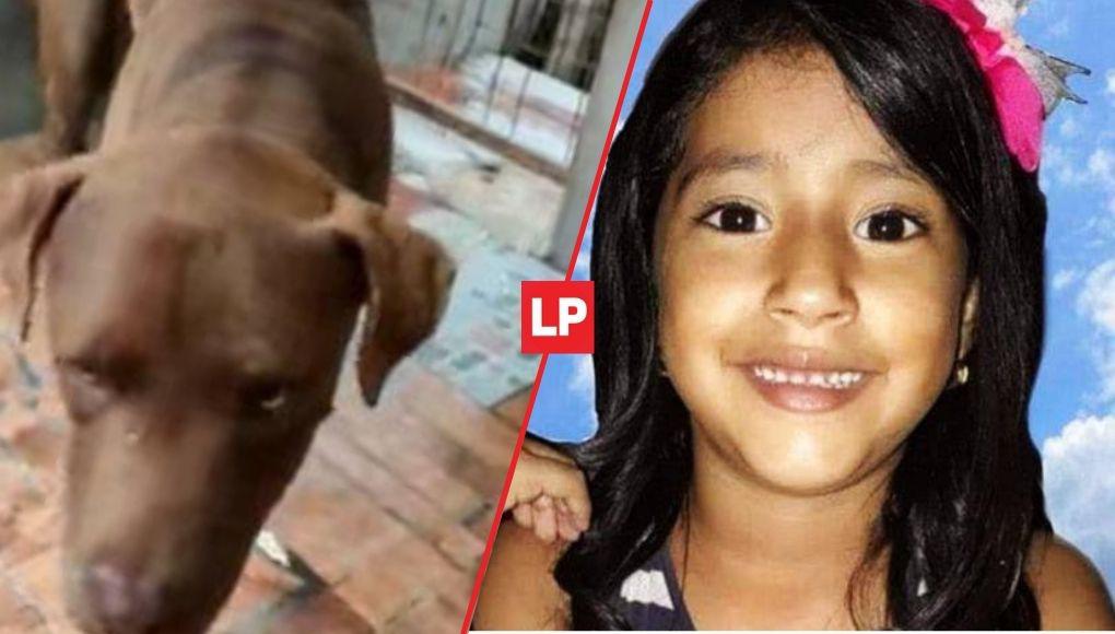 Sospechan que una perra pitbull adulta mató a niña en Lempira