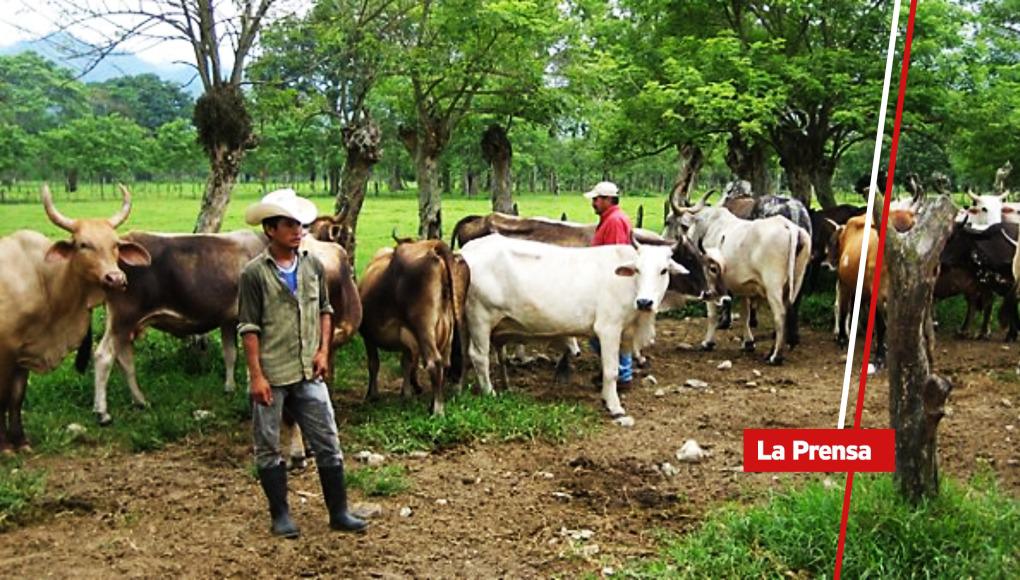 Productores de leche amenazan con llevar sus vacas a Tegucigalpa como protesta