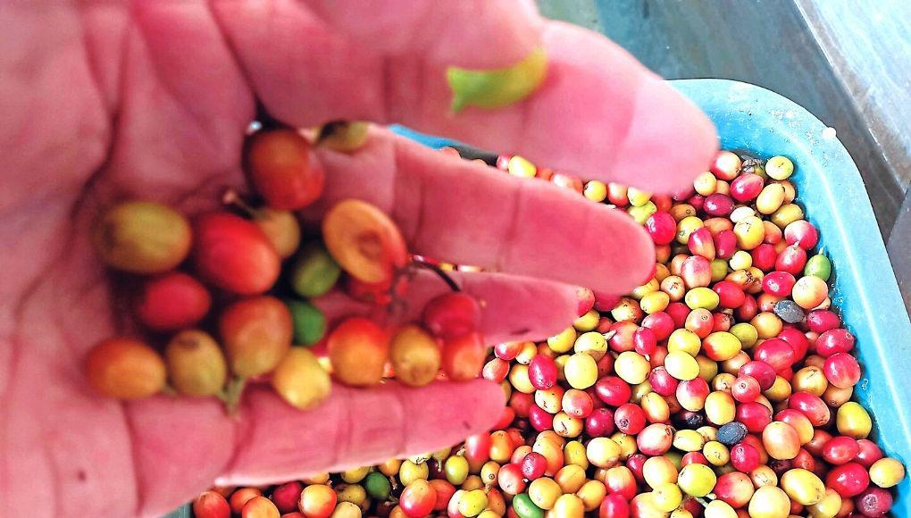 Cafetaleros no pagarán ISV por la venta del grano en tres formas