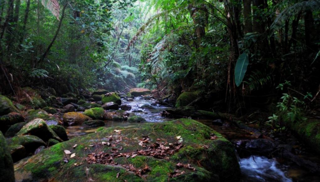 Acuerdo de Escazú, oportunidad para lograr la justicia ambiental en Honduras