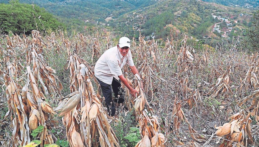 A 170,000 productores les darán semilla mejorada y fertilizantes