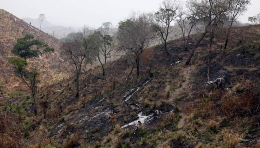 Honduras busca frenar delitos ambientales en el Día del Árbol