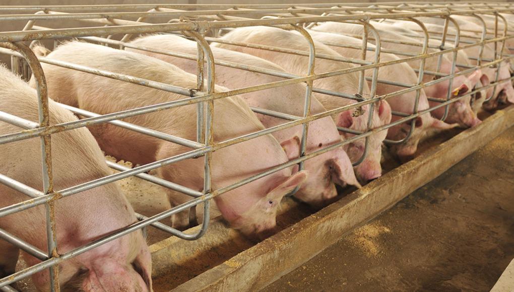 Aumentan en más de 50% las importaciones de carne de cerdo