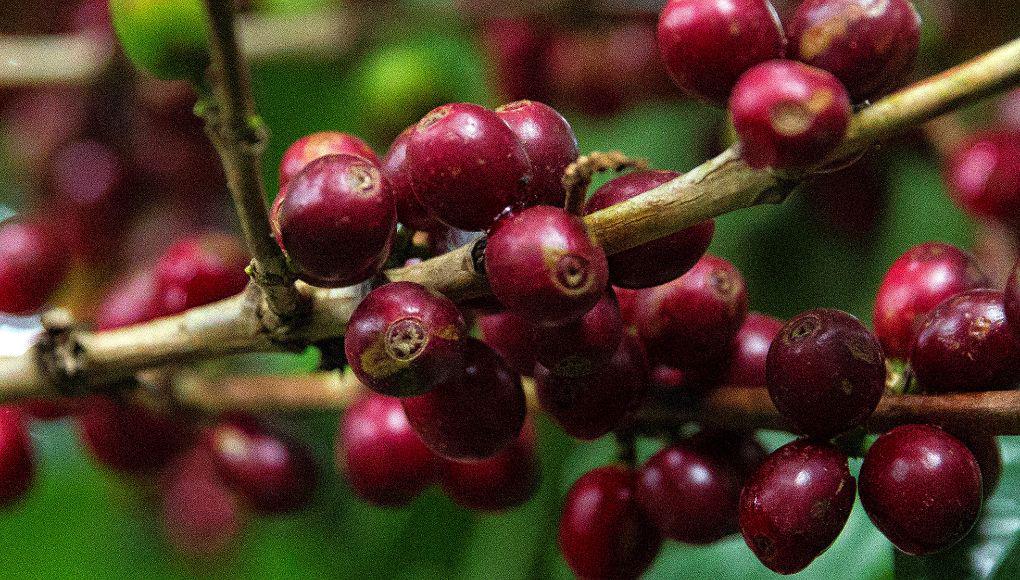 Honduras vende 1,068 millones de dólares en café, 40 % más que el ciclo pasado