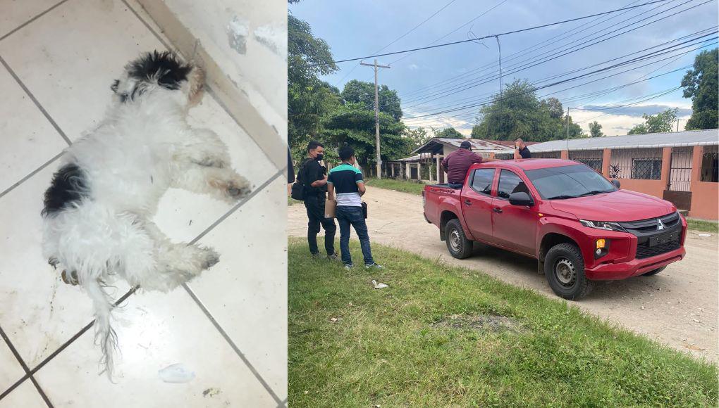 No va a la cárcel: Esto pasará con hombre acusado de matar a una perrita en San Pedro Sula