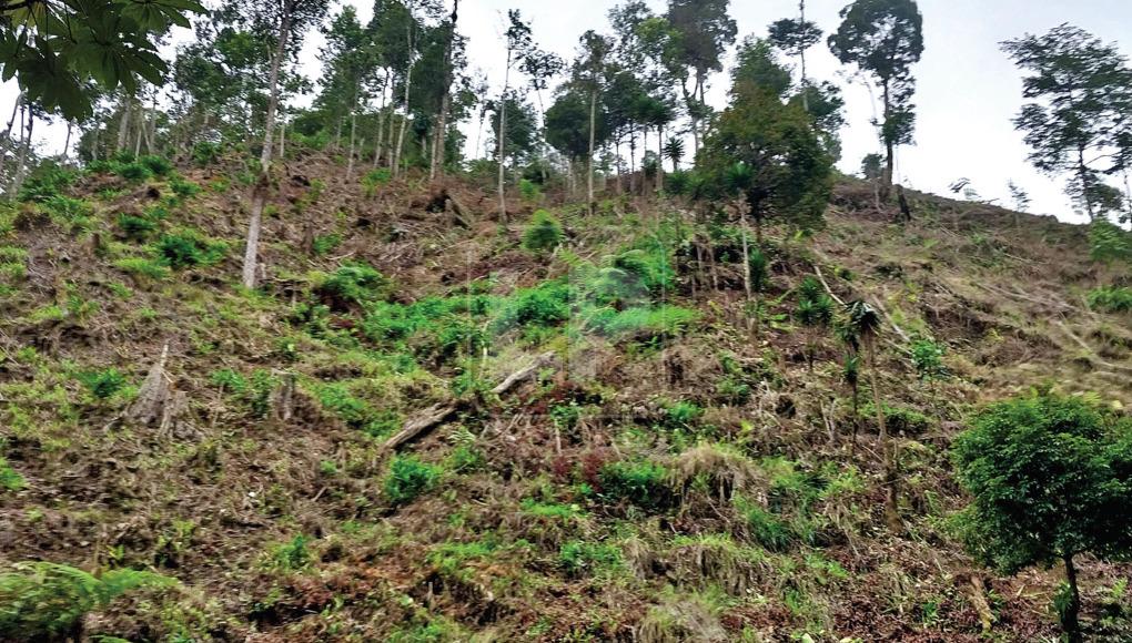 $!Aunque la montaña tiene un buen nivel de conservación, el avance de la frontera agrícola y la tala del bosque es un hecho que no se puede ocultar.