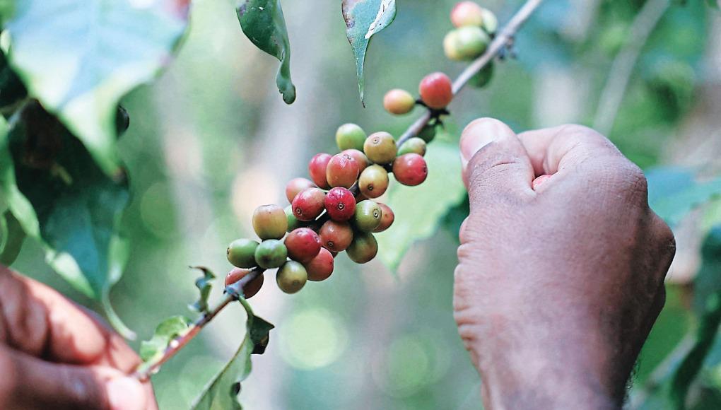 Caída en el precio del café puede afectar exportaciones de Honduras