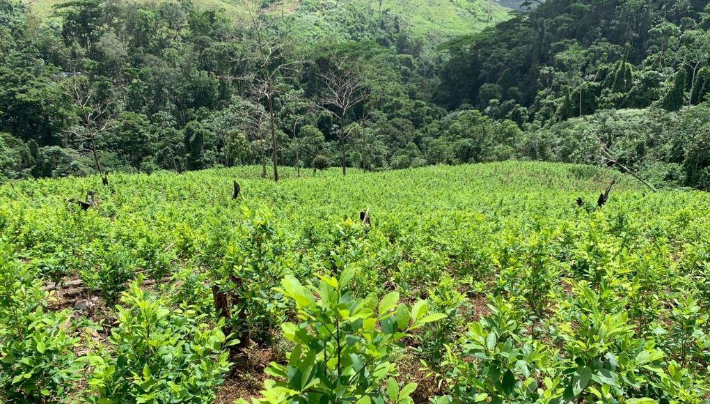 Parque Nacional Patuca, descombrado por narcos para sembrar coca