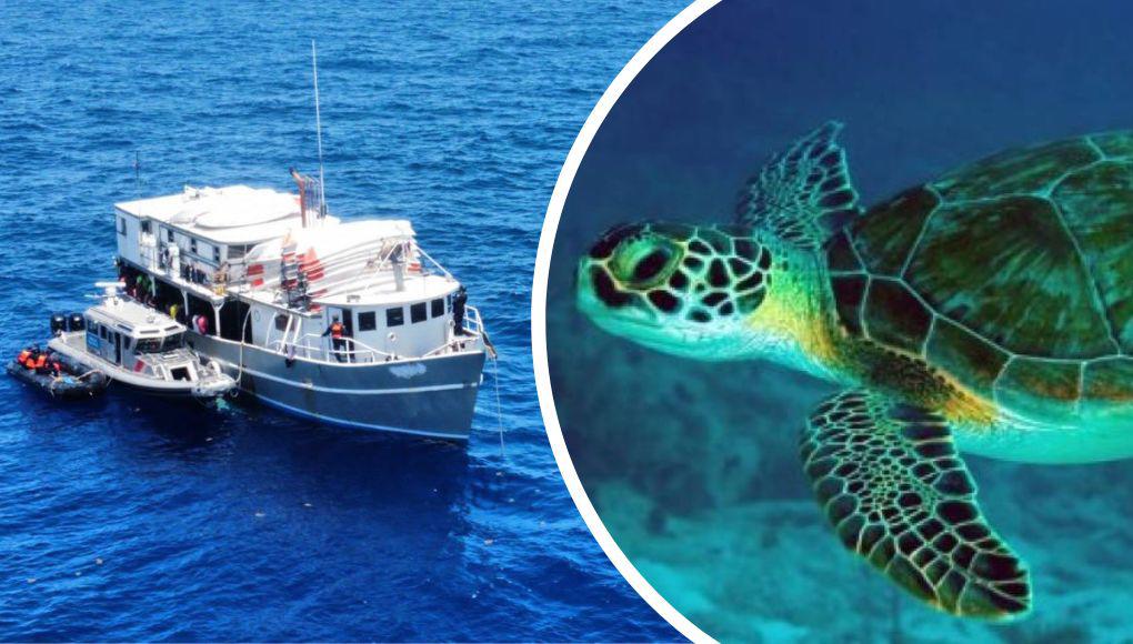 Interceptan barcos hondureños que pescaban tortugas marinas en Colombia